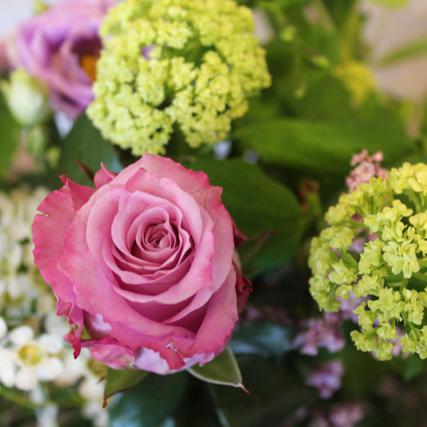 Rose Waxflower Schneeball