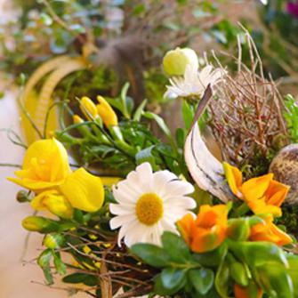 Freesie Mageritte Ornithogalum 