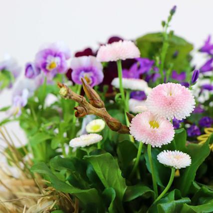 Tausendschön Hornveilchen Glockenblume