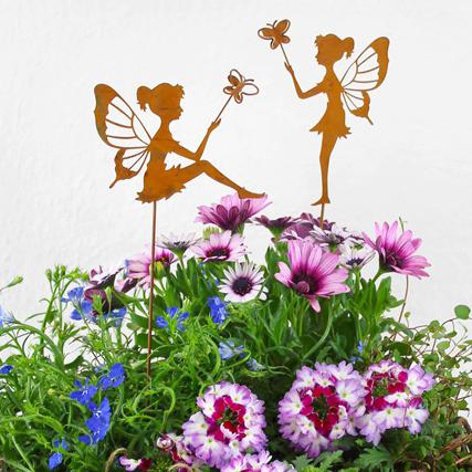 Männertreu Kapmageritte Verbene Mühlenbeckia