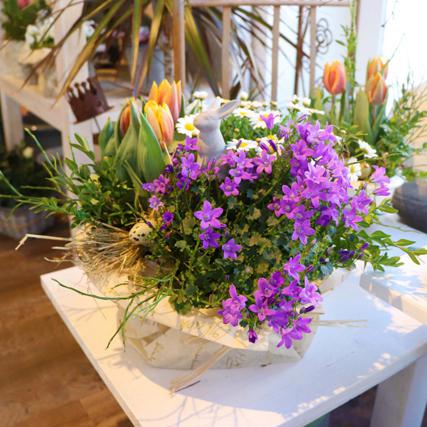 Glockenblume Mageritte Tulpe