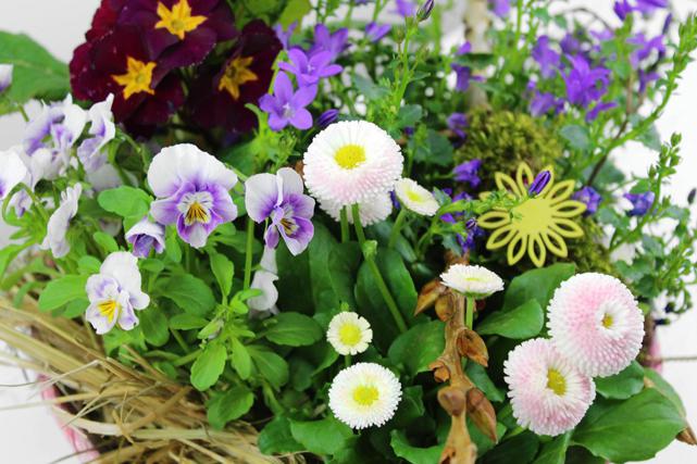 Tausendschön Hornveilchen Primel Glockenblume