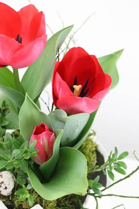 Tulpe