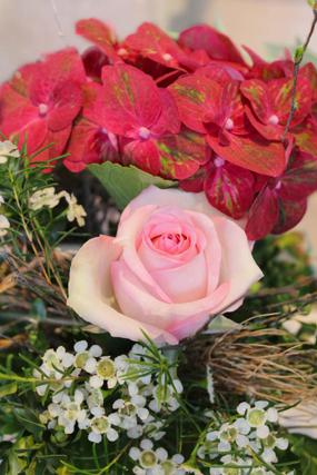 Hortensie Rose Waxflower