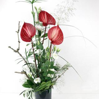 Anthurien Lisianthus Gras