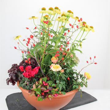 Sonnenhut Rose Alpenveilchen Purpurglöckchen Glockenheide